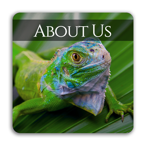 Street Road Animal Hospital Trevose, PA Home